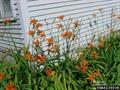 common daylily